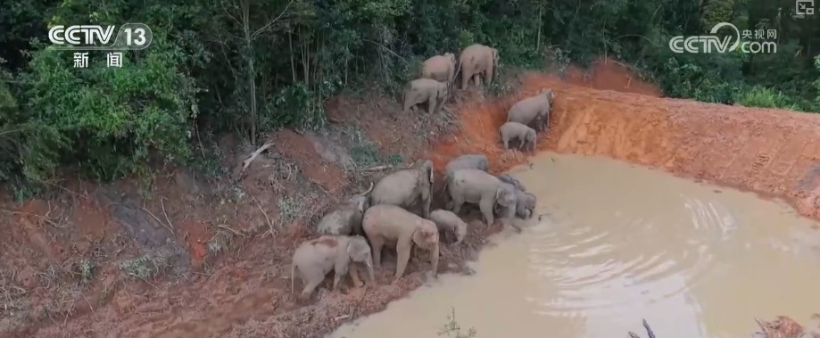 “短鼻家族”奇幻之旅温暖世界 从出圈到归巢看“象”往家园的“美好生活”