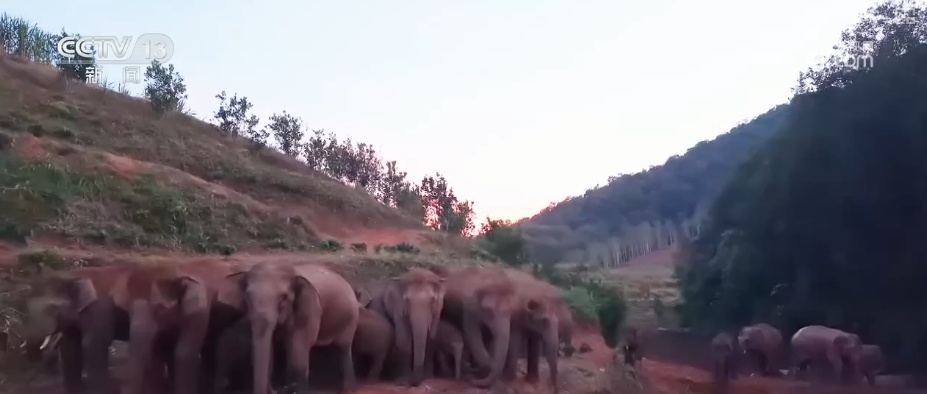 “短鼻家族”奇幻之旅温暖世界 从出圈到归巢看“象”往家园的“美好生活”