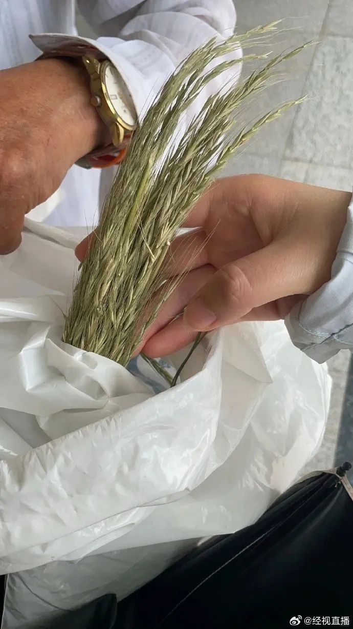 七旬老人独自进京,只为求证“这种植物是不是野生的原始旱稻” 七旬老人独自进京,只为求证“这种植物是不是野生的原始旱稻”