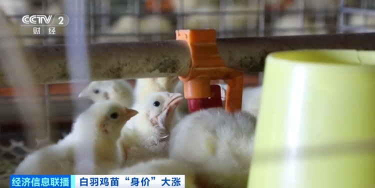 价格暴涨300%！它，从“没人要”到“买不到”