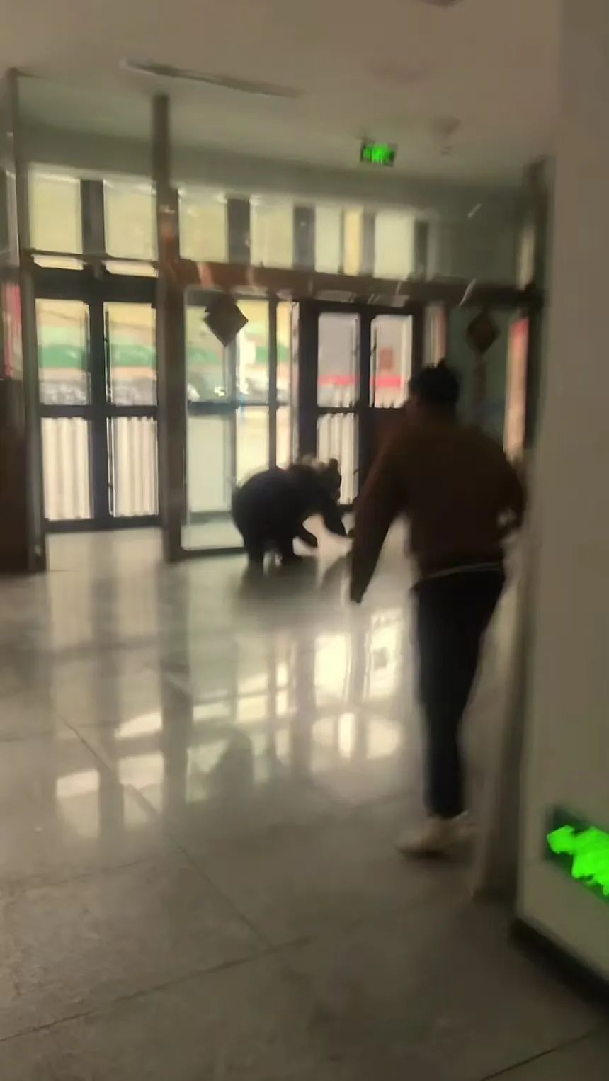 西藏那曲有熊入室，当地回应：偶发事件，投喂或导致野生熊主动靠近
