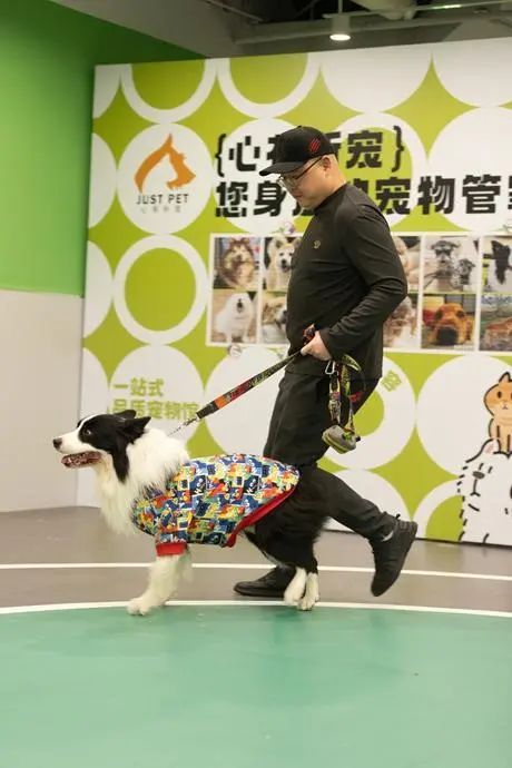 离婚争猫、给宠物留遗产……他们为宠物打官司