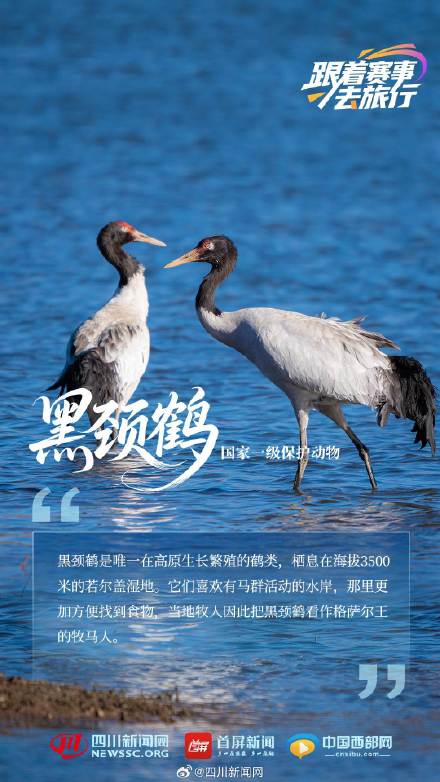 动物界"国家队" 带你见不一样的四川