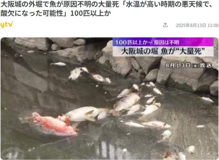 日本大阪城公园护城河现大量死鱼并散发异臭 原因暂不明 日本大阪城公园护城河现大量死鱼并散发异臭 原因暂不明