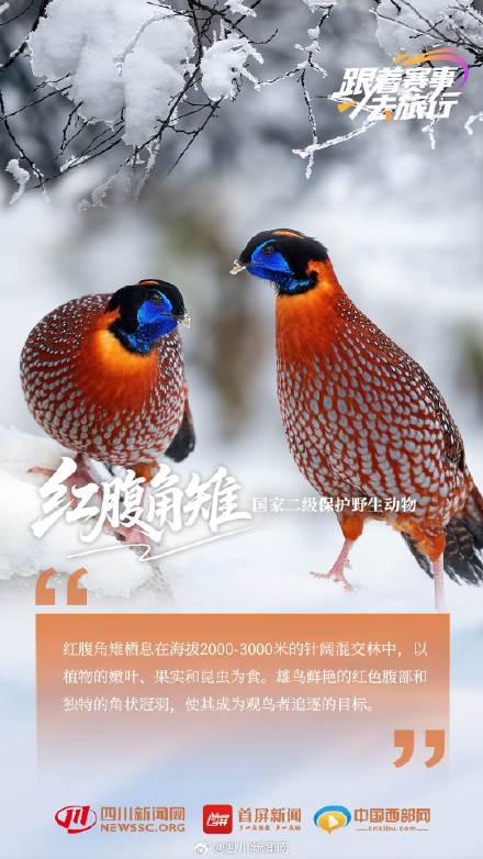 动物界"国家队" 带你见不一样的四川