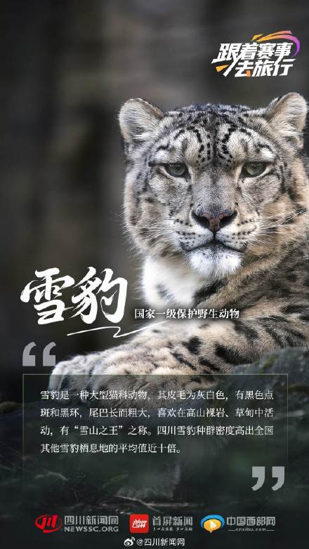 动物界"国家队" 带你见不一样的四川