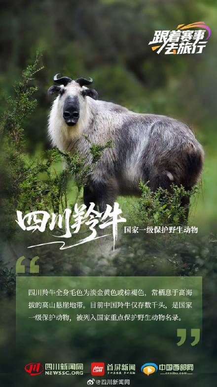 动物界"国家队" 带你见不一样的四川