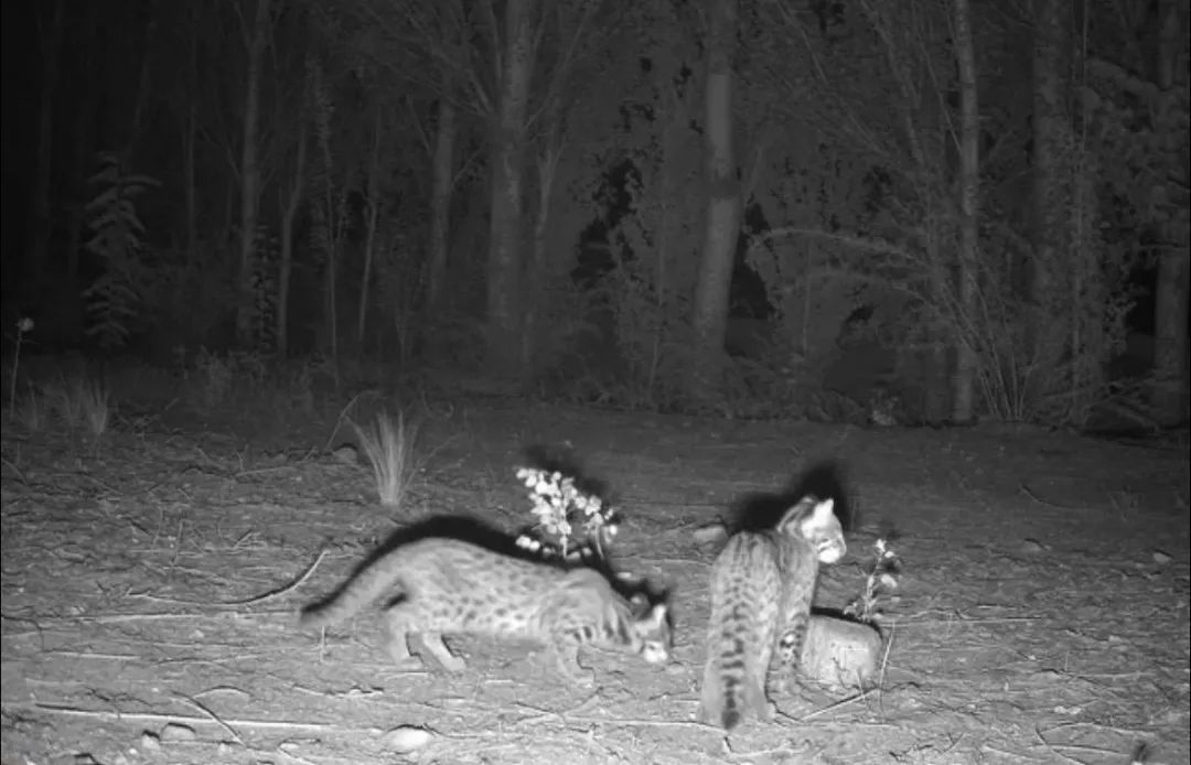 保护区首次拍到！圆头圆脑“三兄弟”现身白芨滩→