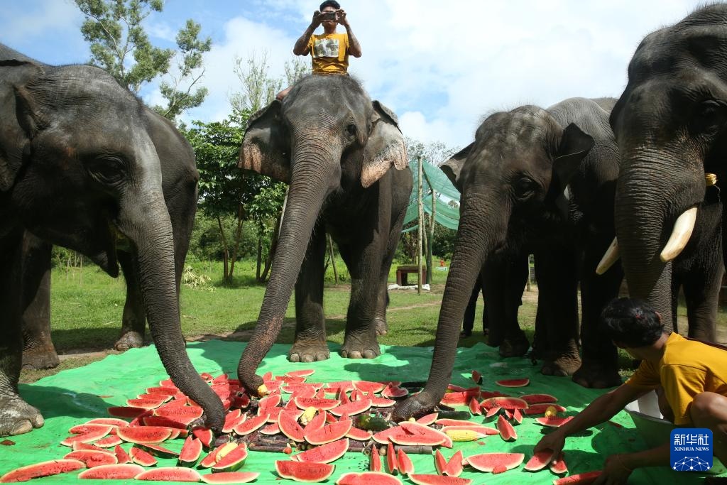 缅甸勃固省的大象营地 缅甸勃固省的大象营地