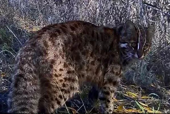 保护区首次拍到！圆头圆脑“三兄弟”现身白芨滩→