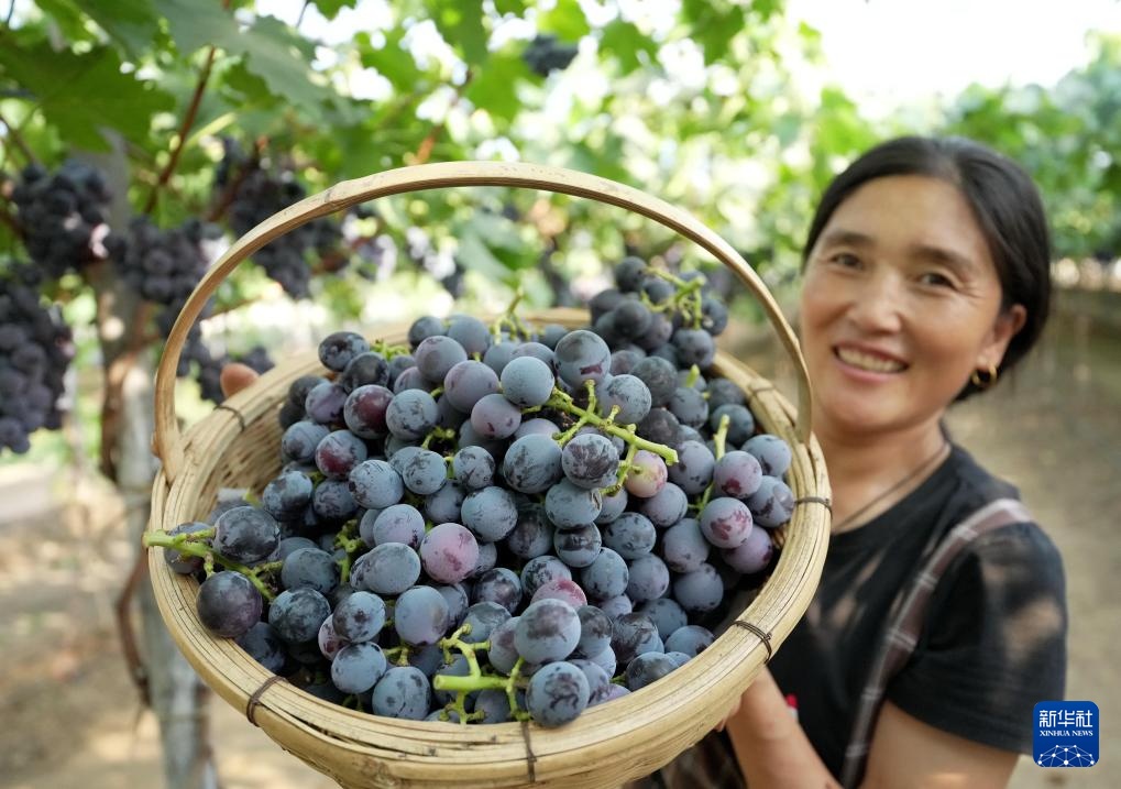 河北卢龙：鲍子沟葡萄飘香四方