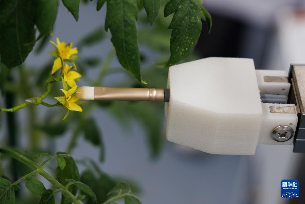 首台全流程智能育种机器人亮相 首台全流程智能育种机器人亮相