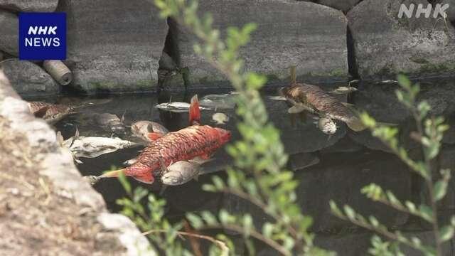 日本大阪城公园护城河现大量死鱼并散发异臭 原因暂不明 日本大阪城公园护城河现大量死鱼并散发异臭 原因暂不明