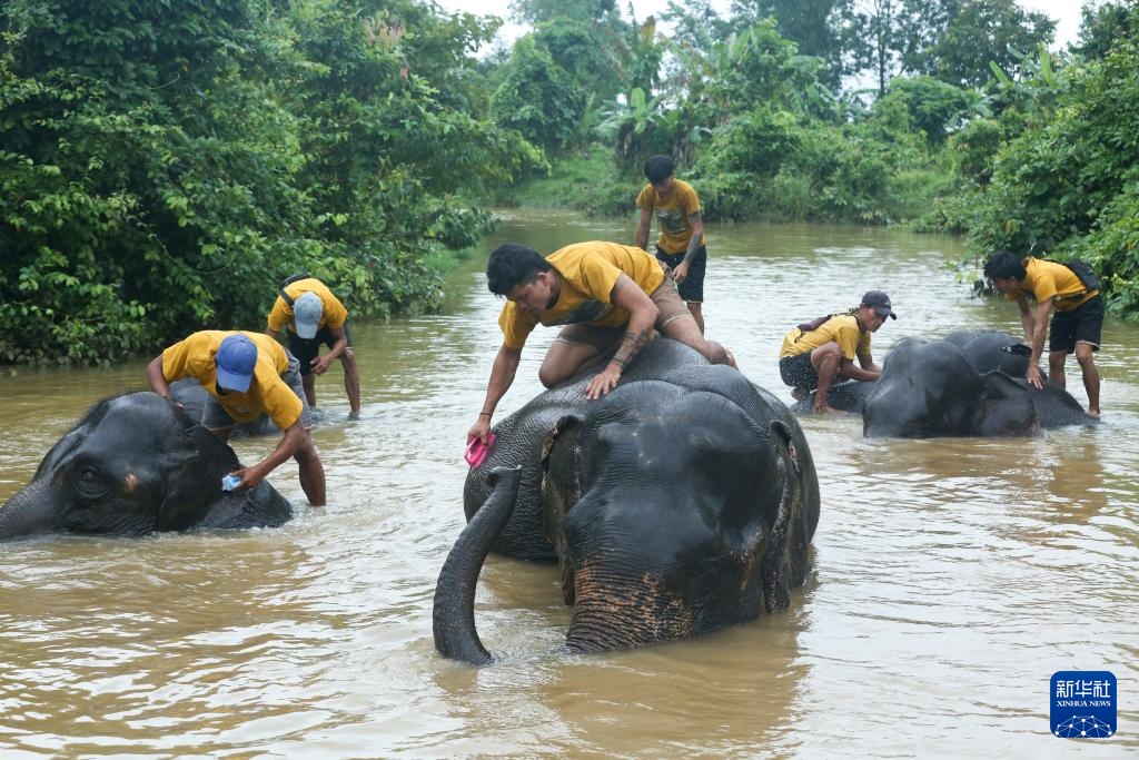 缅甸勃固省的大象营地 缅甸勃固省的大象营地