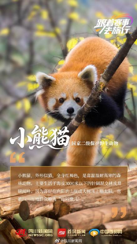 动物界"国家队" 带你见不一样的四川