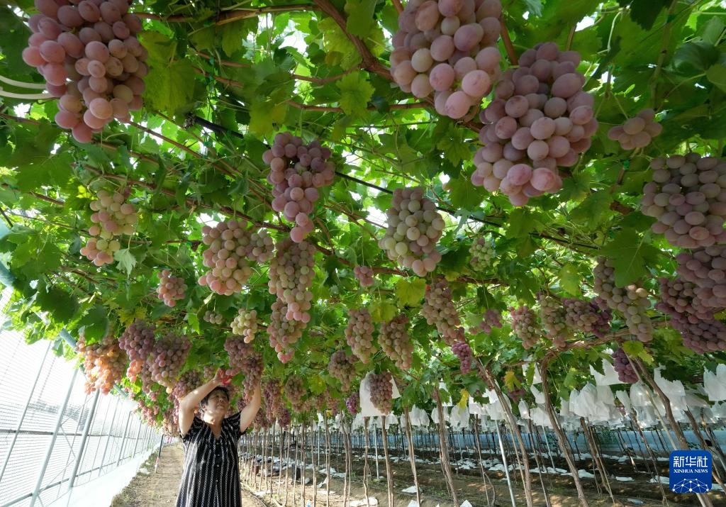 河北卢龙：鲍子沟葡萄飘香四方