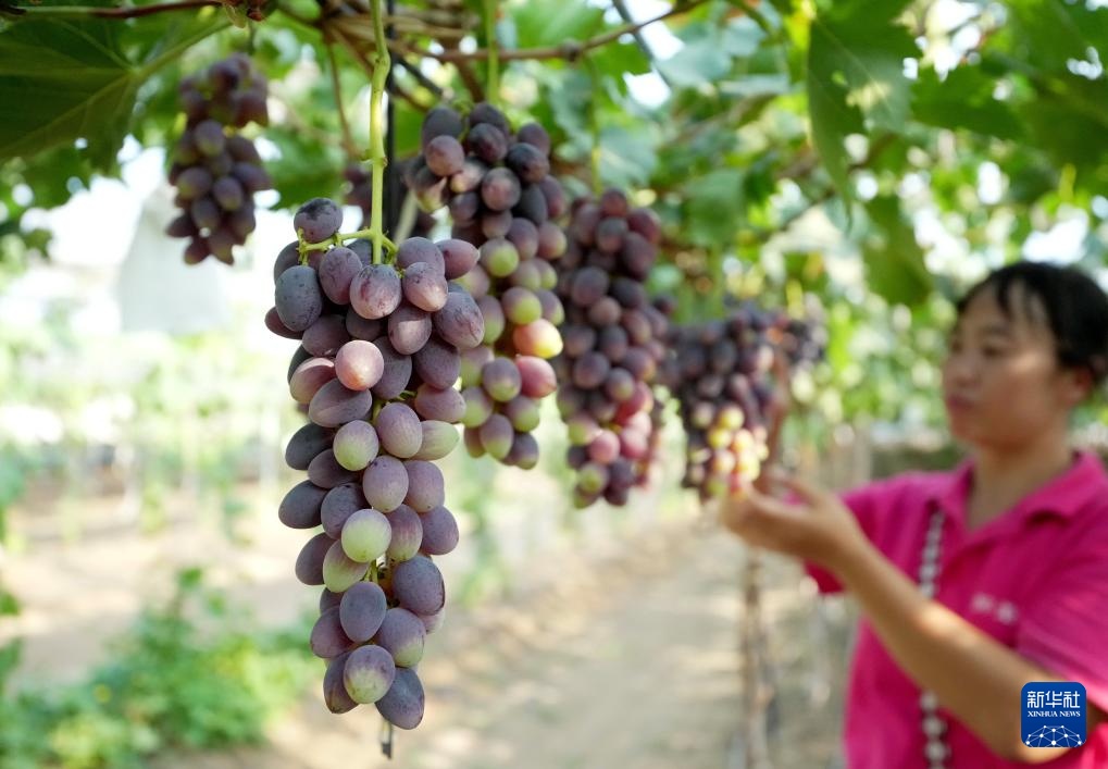 河北卢龙：鲍子沟葡萄飘香四方