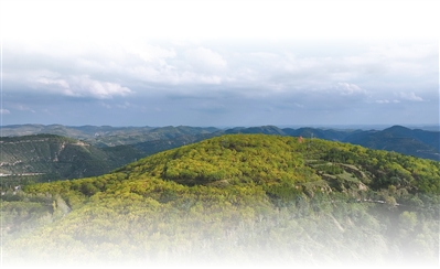 漫山遍野的绿，就是聚宝盆