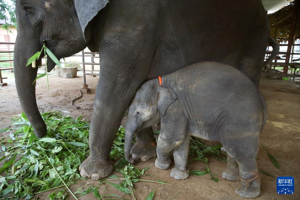 缅甸勃固省的大象营地 缅甸勃固省的大象营地