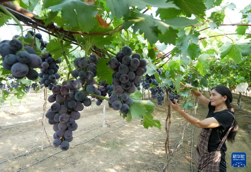 河北卢龙：鲍子沟葡萄飘香四方