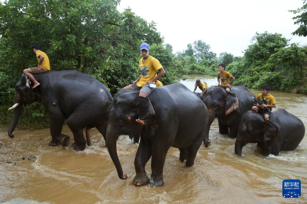 缅甸勃固省的大象营地 缅甸勃固省的大象营地