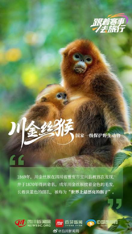 动物界"国家队" 带你见不一样的四川