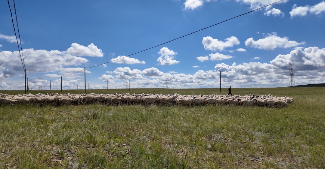 给“羊咩咩”上了天气保险？不仅为了兜底牧民的“钱袋子”！