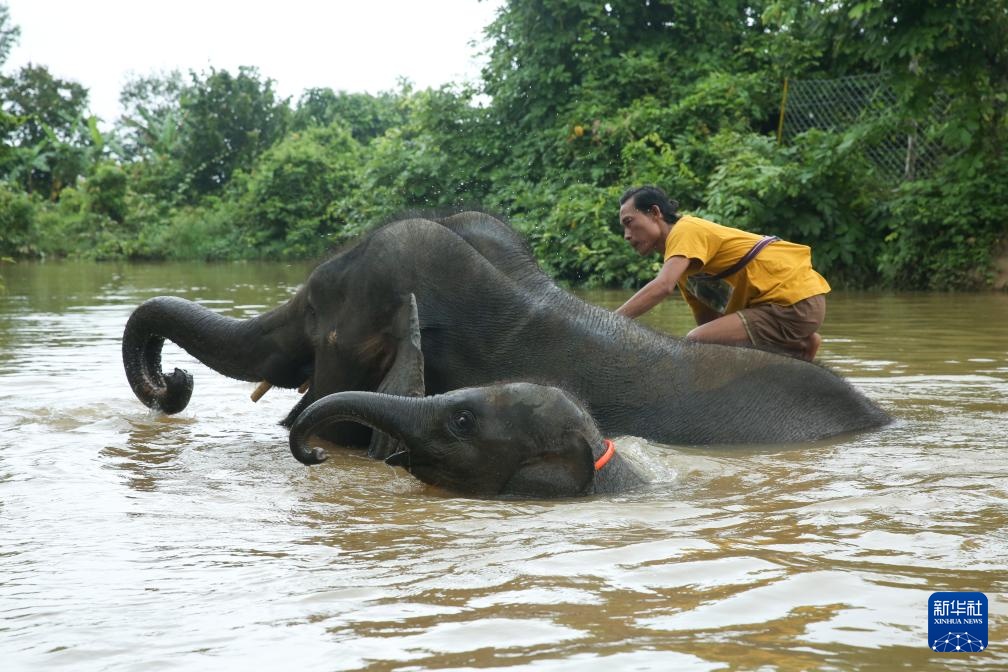 缅甸勃固省的大象营地 缅甸勃固省的大象营地