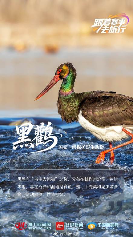 动物界"国家队" 带你见不一样的四川