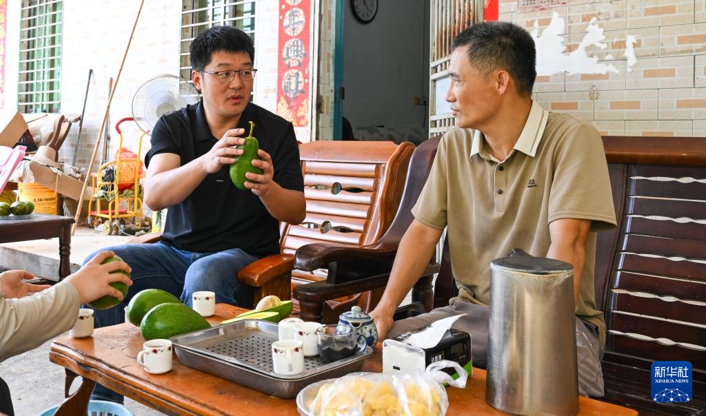海南白沙：牛油果迎来收获季