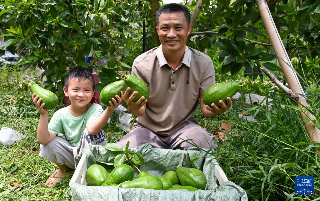 海南白沙：牛油果迎来收获季