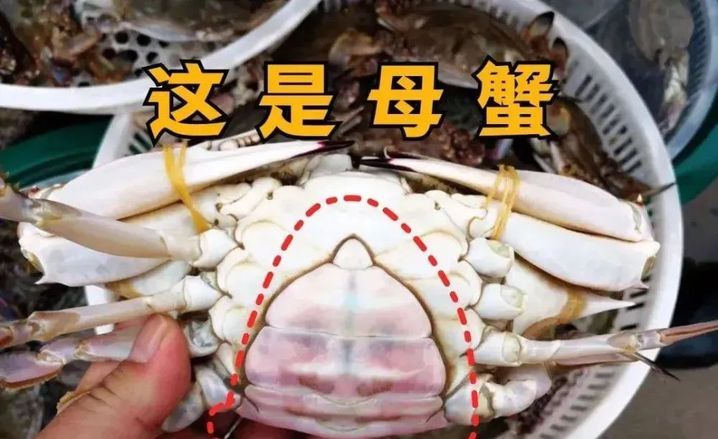 价格大跳水！很多江苏人爱吃