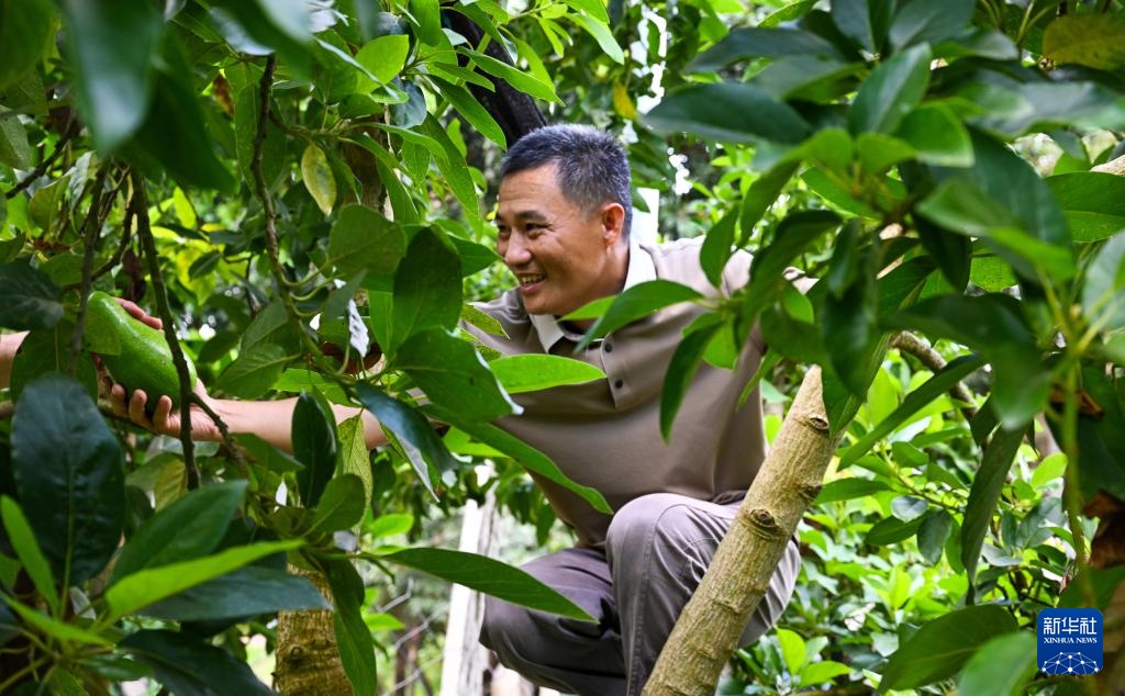 海南白沙：牛油果迎来收获季