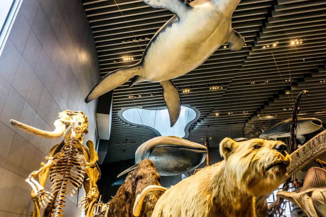 自博馆标本被人摸还被人骑了…为什么不能摸？后果比你想象的严重