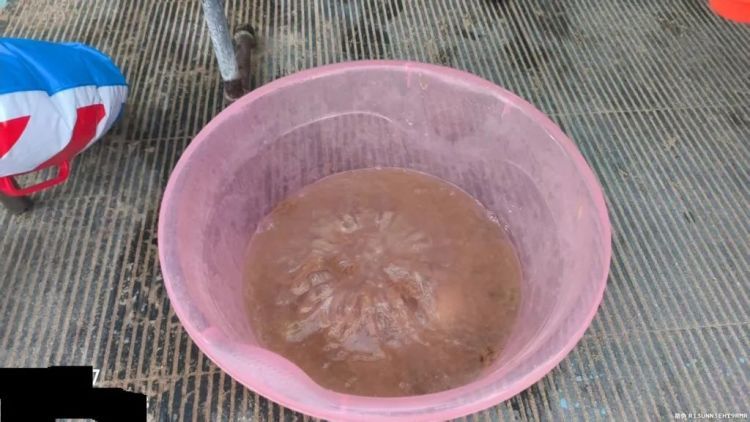 青岛海蜇进入高发期，日均十余位游客被蜇伤！医生提醒：切勿用清水冲洗伤口