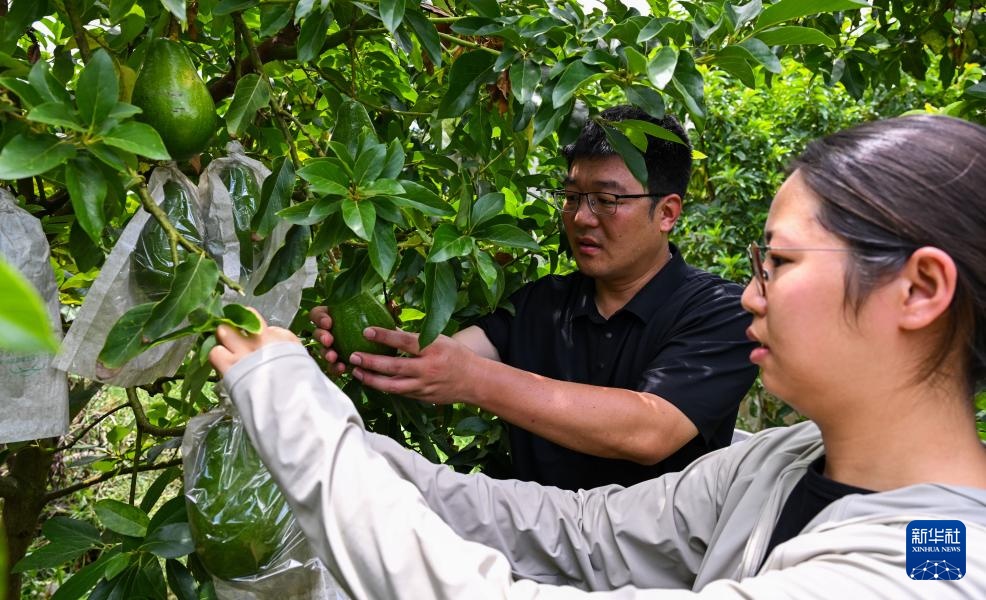 海南白沙：牛油果迎来收获季