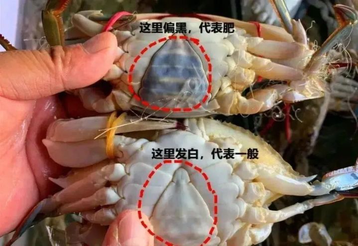 价格大跳水！很多江苏人爱吃