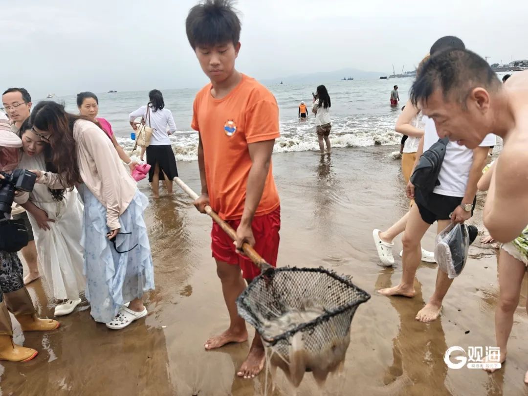 这个季节，青岛海边常出现！重要提醒：千万别碰