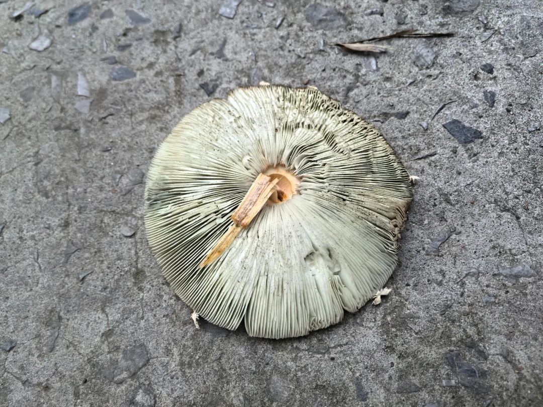 紧急提醒：雨后大量出现！千万别采，更不能吃！