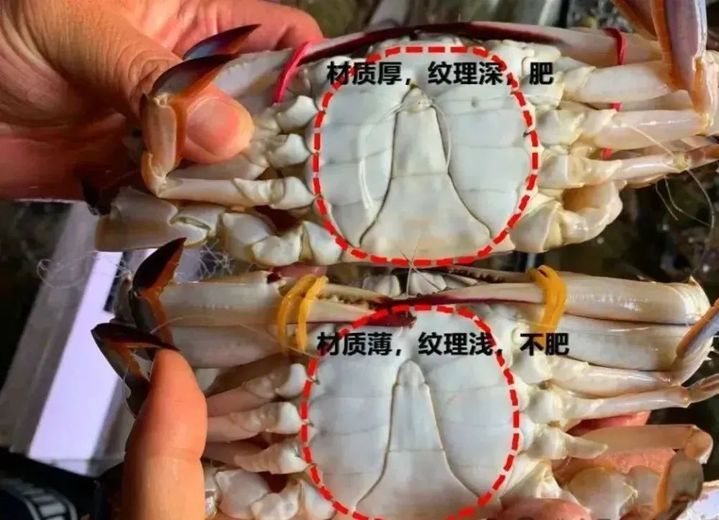 价格大跳水！很多江苏人爱吃