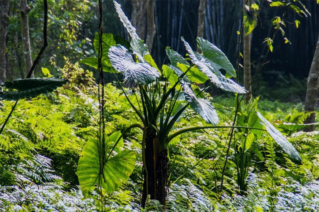 不要碰!不要吃!家里有娃的快自查 不要碰!不要吃!家里有娃的快自查