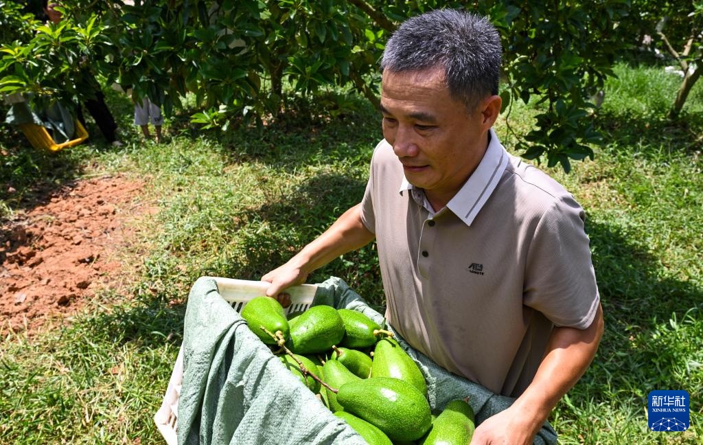 海南白沙：牛油果迎来收获季