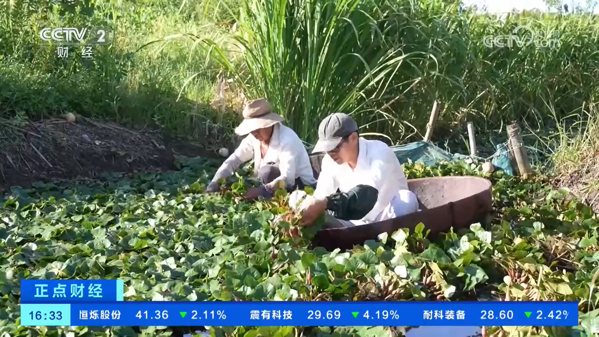 头茬红菱抢“鲜”上市 梭子蟹价廉物美
