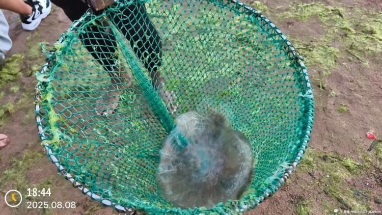 青岛海蜇进入高发期，日均十余位游客被蜇伤！医生提醒：切勿用清水冲洗伤口