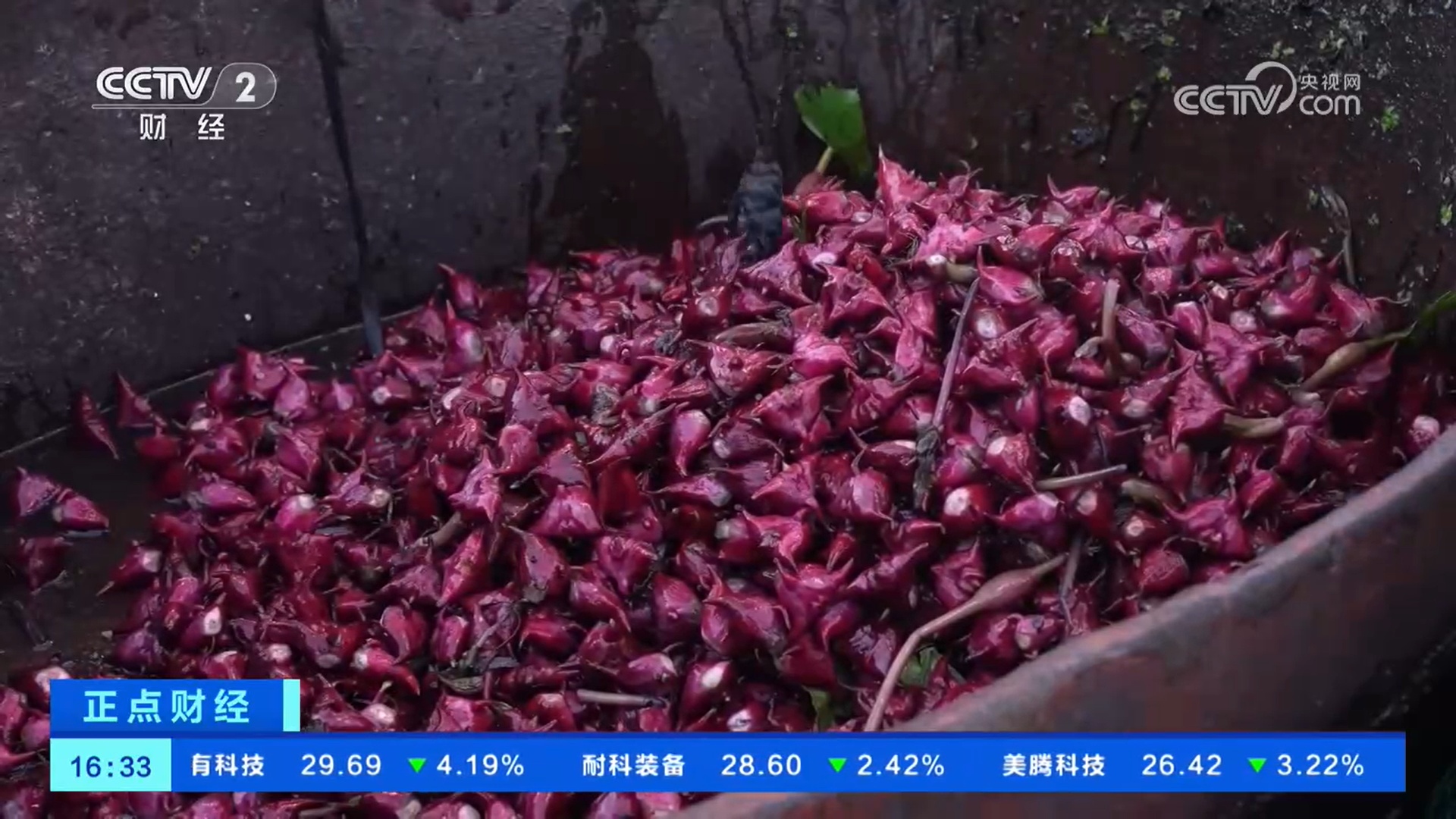 头茬红菱抢“鲜”上市 梭子蟹价廉物美