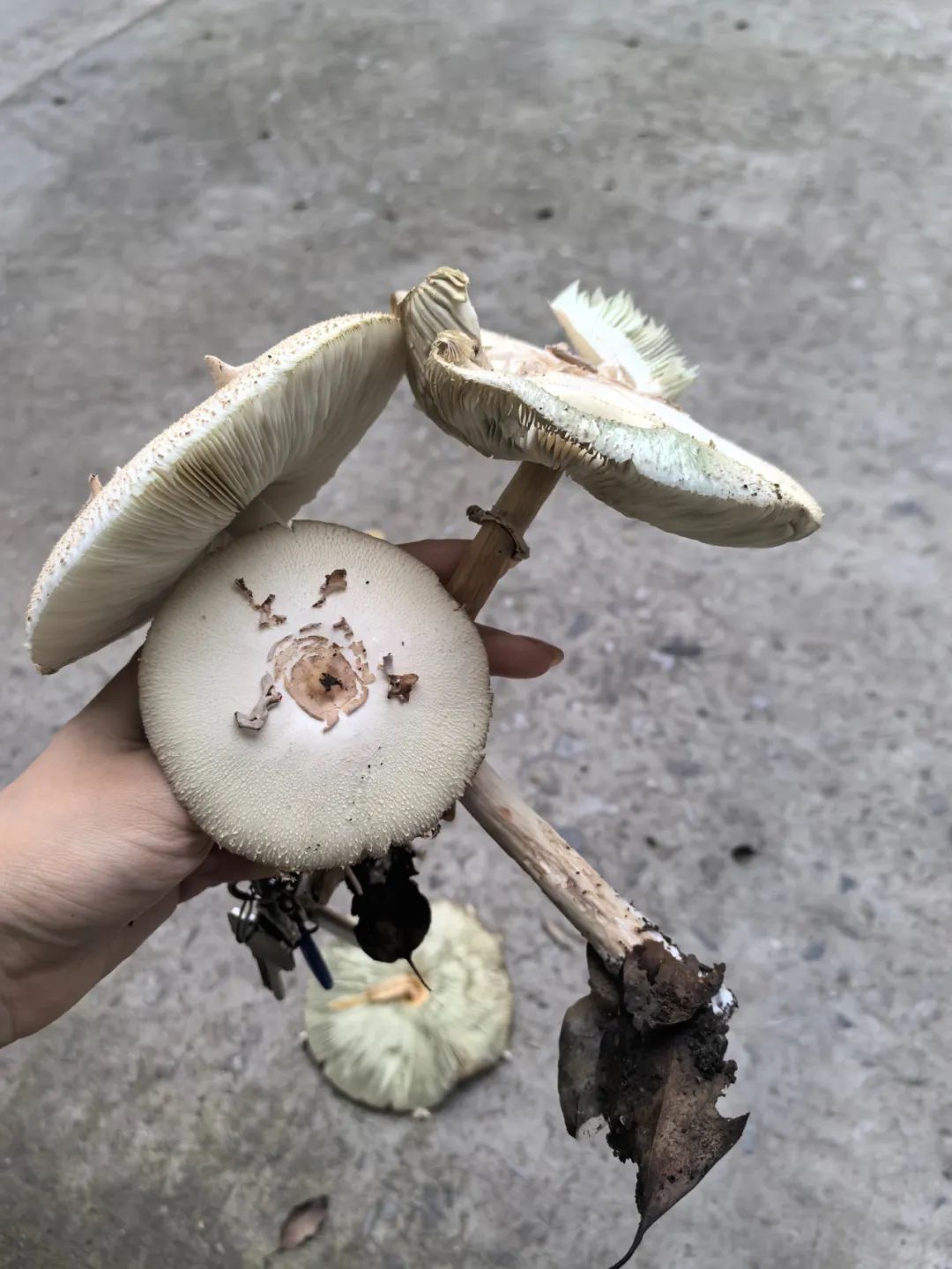 紧急提醒：雨后大量出现！千万别采，更不能吃！