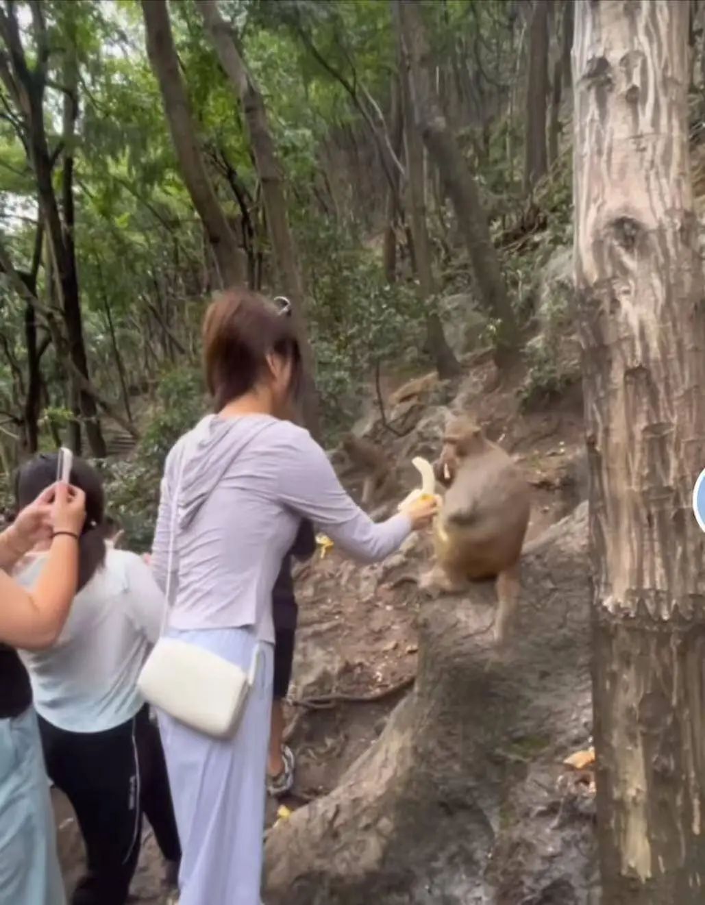 游客在贵阳黔灵山公园拿香蕉喂猴子遭“飞踢”