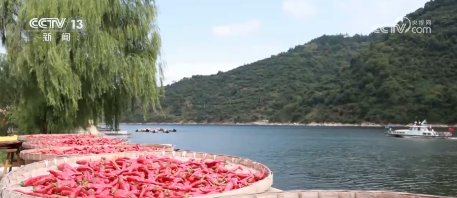 “绿色红利”富了百姓！“两山”理念“绿色密码”让茶园更绿、茶农日子更甜