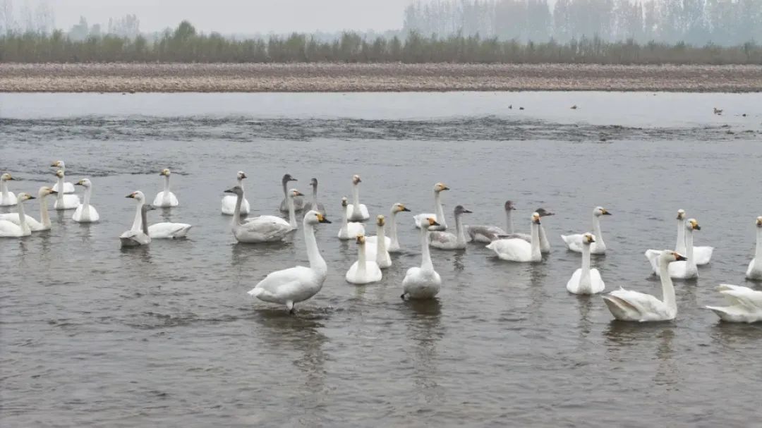 两男子在黄河浅滩投放毒饵，致8只野生小天鹅死亡！法院：判刑+赔12万环境修复金