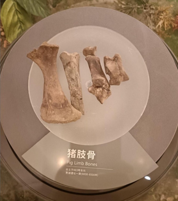 浪浪山小妖怪：小猪妖和猪八戒的出身有什么区别？